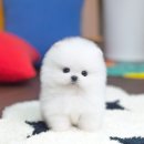 유앤미펫 강아지분양 고양이분양 인천본점 이미지