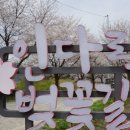 인다락벚꽃길 이미지