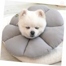 카라말티즈 이미지