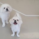 하울팟 한남점 이미지