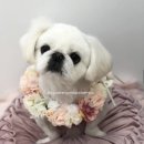 러블리애견미용실 이미지