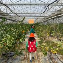 동읍175 | 경남 창원 아이와 가볼만한 곳 감귤체험 농장 귤따기 체험 후기