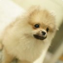 VIP동물병원 네이버블로그