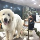 올 도그 그루밍(All DOG GROOMING) 이미지