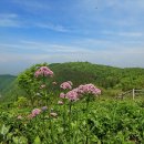 [6월15일] 태백 금대봉.대덕산 야생화 탐방 이미지