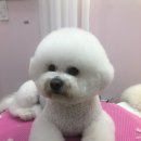 도블리펫 이미지