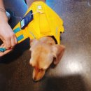 갱스터 도그 이미지