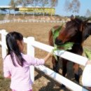 젖소목장 이미지