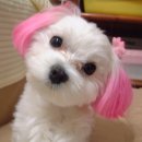 댕댕이미용실 이미지