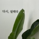 다시설레다 이미지