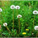 보성야생화 이미지