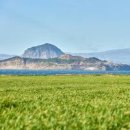 제주도 청보리축제 즐긴 제주 오라동 청보리밭 이미지