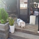 쥬쥬펫 | 연남동 애견카페 '쥬쥬펫' 방문후기