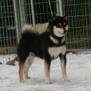 못된강아지 이미지