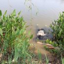 (빨간약) 캄보디아 한국인 납치 이슈의 본질...존세아맛 이미지