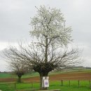 자라는나무 이미지