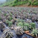 뽕이랑 귀농이랑 이미지