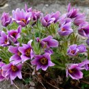 동강솔펜션 | [#20]2026년 봄_동강 백운산 마하리 동강 할미꽃 '26.3.30(월)