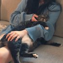 멍이랑 냥이랑 이미지