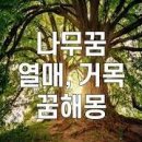 큰나무커다란숲