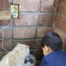 냐옹냐옹고양이카페 네이버블로그