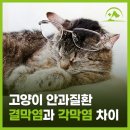 해오름 동물병원 네이버블로그