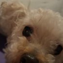 벨루스독 이미지