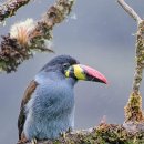 Grey-breasted mountain toucan 이미지