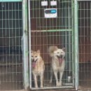 이미개 농장 | [유기견보호소 봉사]용인 행강 산책봉사 두번째 후기