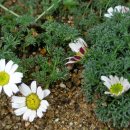 깔롱쟁이 이미지