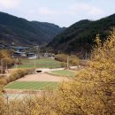 숲실마을 Daum카페
