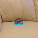 인형뽑기08 | 산리오 홀리데이 팝업스토어-현장웨이팅,포토존,재고 상세후기