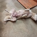 꽃순이 Daum카페