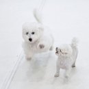 에듀멍 애견유치원 호텔 이미지