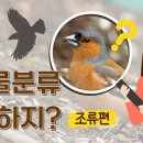 [교육콘텐츠] 생물분류 왜 하지? 조류편🐦 (수어포함) 국립호남권생물자원관 구독자 5.01천명 이미지