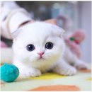 강남 고양이 분양 캣프렌즈 | 서울고양이분양, 아이들 환경부터 꼼꼼히 살핀 캣프렌즈 방문 후 느낀 점