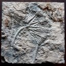 중생대 트라이아스기의 화석들 (2억 45백만년 ~ 2억 8백만년전) 이미지