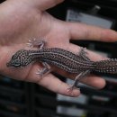 렙타일베이 Reptilebay 네이버블로그