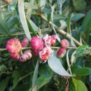 만두나무 이미지