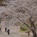 산들바다김밥 | 서울대공원 벚꽃리프트 올해가 마지막이래요! 주말 주차, 리프트 줄 후기, 포토스팟은 어디?