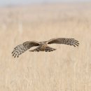 호곡리의 잿빛개구리매(Hen harrier) 이미지