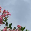 범부채꽃,배롱나무 이미지