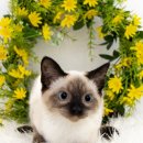 대구펫 강아지분양 고양이분양 이미지