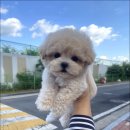 마마스미독 강아지 분양 김해점 이미지