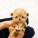 강아지분양 테디럽 이미지