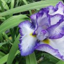 아이리스 이미지