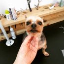 또오개 이미지
