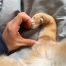 백수정 | 잠실 미용실 차홍룸 올림픽공원점 백수정 실장 볼륨매직 후기