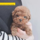 독켄넬 감자 | 애프리토이푸들분양 푸드리 :)