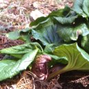 눈을 녹이는 식물[skunk cabbage] 이미지